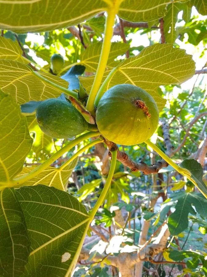 Garma Appartamento *